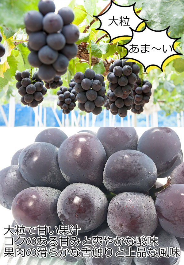 ぶどう 岡山県産 ピオーネ 550g × 2房...の詳細画像2