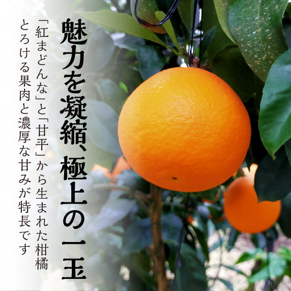 紅プリンセスのおすすめ人気商品一覧 通販 - Yahoo!ショッピング