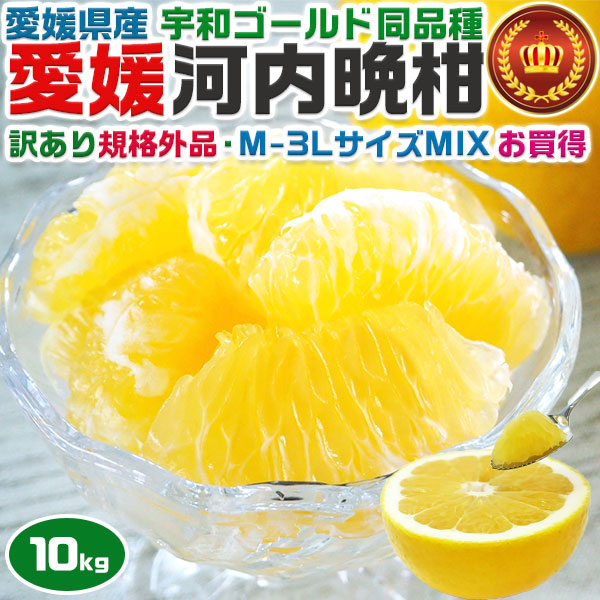 愛媛 河内晩柑 10kg 訳あり規格外品 M〜3Lサイズ混合(バラ詰め) 宇和