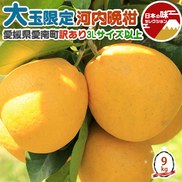 愛媛 訳あり 河内晩柑 大玉限定 BIG 9kg 3Lサイズ 以上 お任せ 甘い