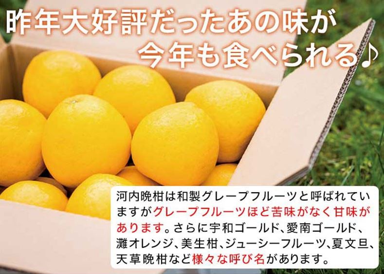 愛媛 河内晩柑 10kg 訳あり規格外品 M〜3Lサイズ混合(バラ詰め) 宇和
