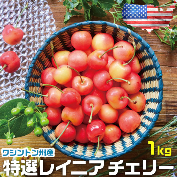お中元 さくらんぼ アメリカン チェリー フルーツ 人気 大粒 果物 ギフト 特選レイニア チェリー 1kg ワシントン州産 お中元 00013K