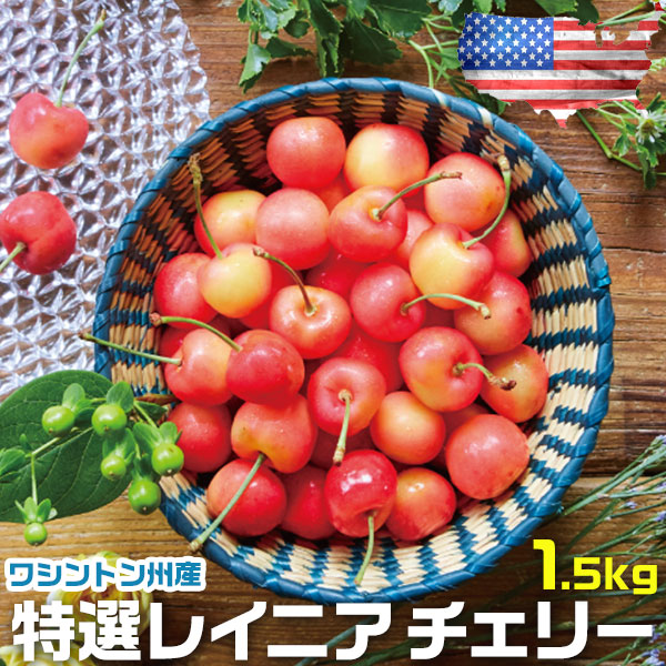 お中元 さくらんぼ アメリカン チェリー フルーツ 人気 大粒 果物 ギフト 特選レイニア チェリー 1.5kg ワシントン州産 お中元 00014K