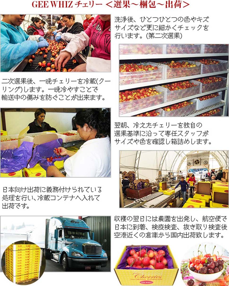 オービル農園　アメリカンチェリー　GEE WHIZ　大粒レイニアチェリー