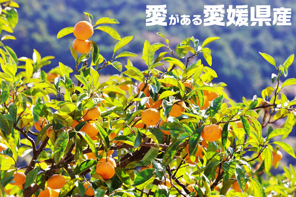 愛媛 せとか みかん 3kg 等級：赤秀 Lサイズ えひめ県産 1月下旬〜2月