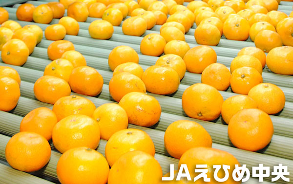 愛媛 せとか みかん 3kg 等級：赤秀 2Lサイズ えひめ県産 1月下旬〜2月