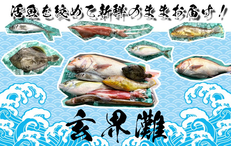 旬の鮮魚セット　玄界灘産
