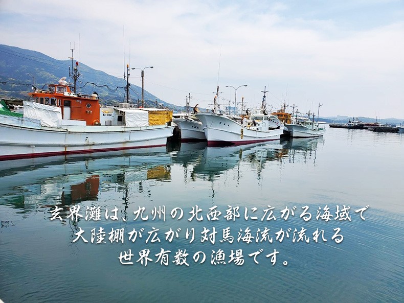 旬の鮮魚セット　玄界灘産