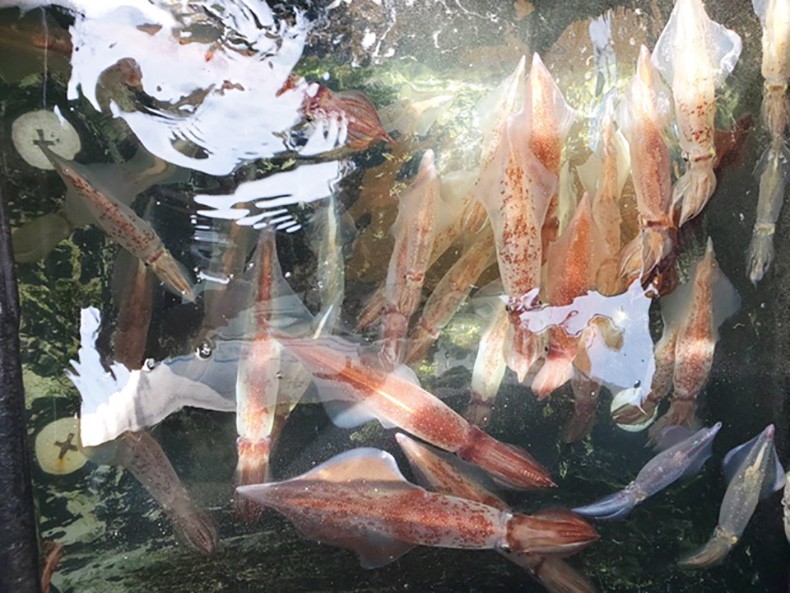 旬の鮮魚セット　玄界灘産