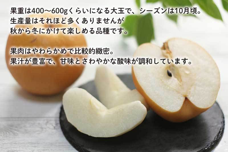 二十世紀 梨 京たんご産 5キロ 10-16個 贈答用 ギフト