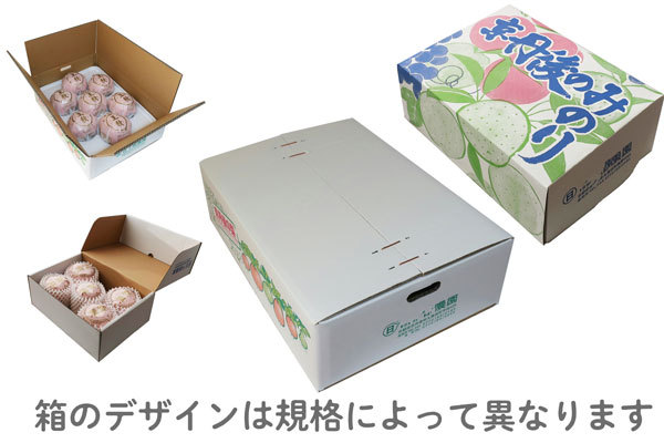 二十世紀 梨 京たんご産 5キロ 10-16個 贈答用 ギフト