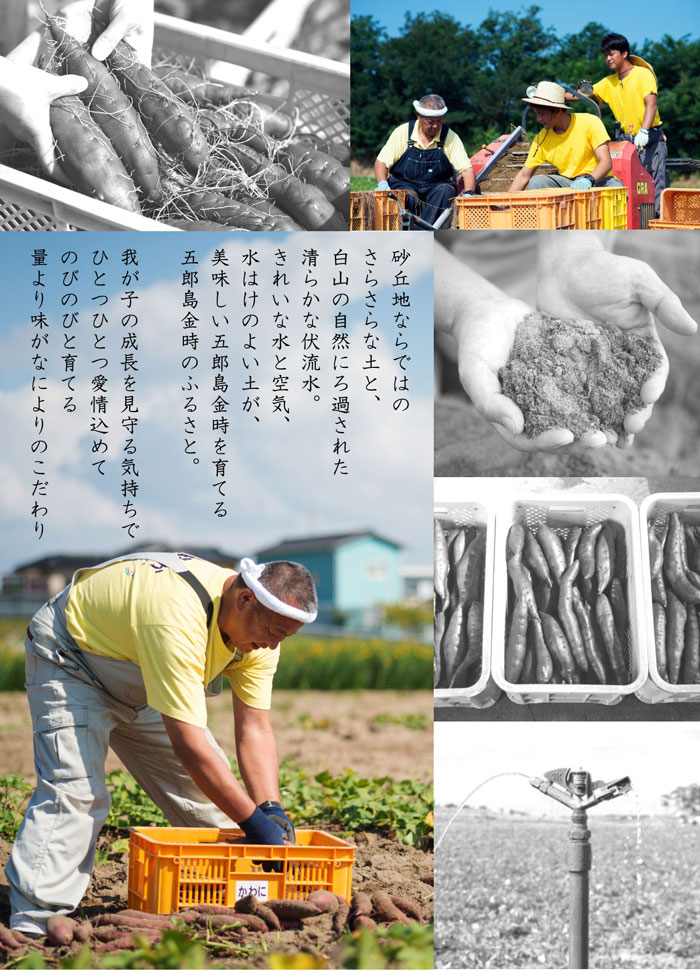 さつまいも 加賀野菜 甘い 五郎島金時 おすすめ 贈答用 