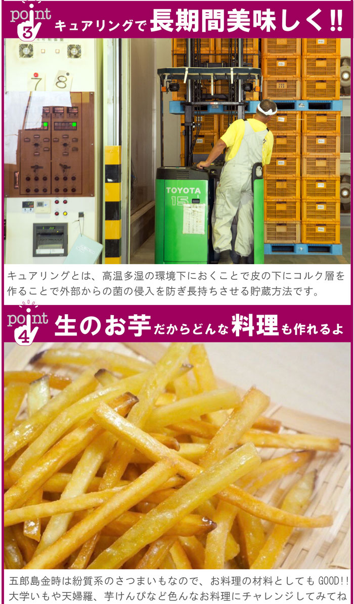 さつまいも 加賀野菜 甘い 五郎島金時 おすすめ 贈答用 