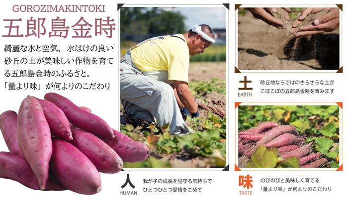 さつまいも 加賀野菜 甘い 五郎島金時 おすすめ 贈答用 