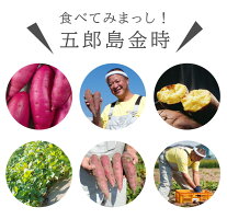さつまいも 加賀野菜 甘い 五郎島金時 おすすめ 贈答用 