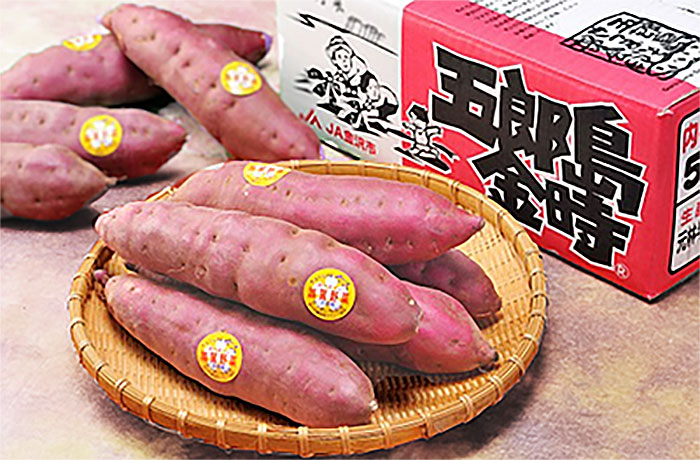 さつまいも 加賀野菜 甘い 五郎島金時 おすすめ 贈答用 