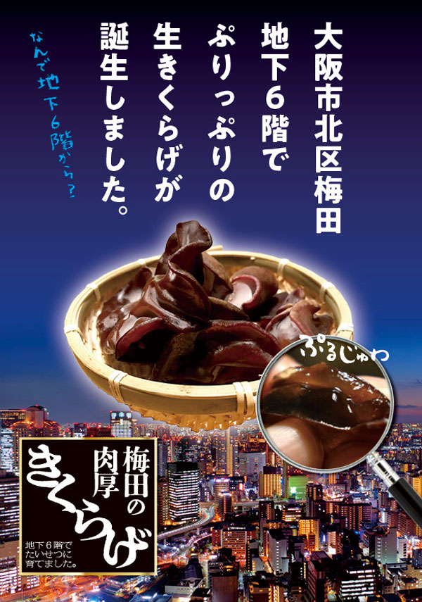 生きくらげ　500g｜梅田の 肉厚 きくらげ　家庭用　大阪梅田産