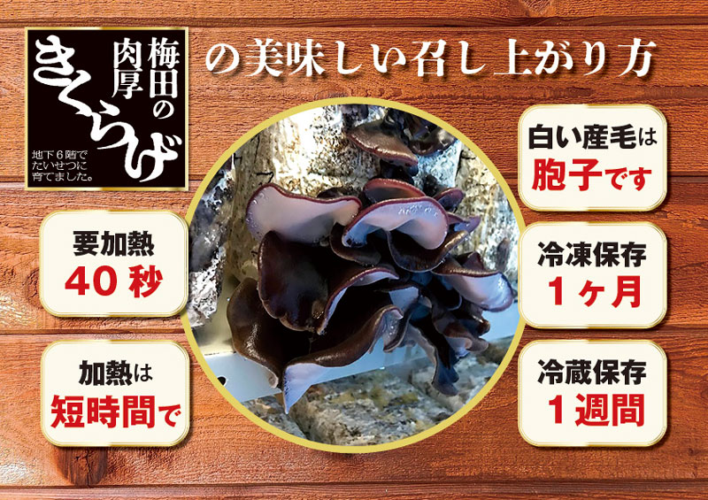 生きくらげ　500g｜梅田の 肉厚 きくらげ　家庭用　大阪梅田産