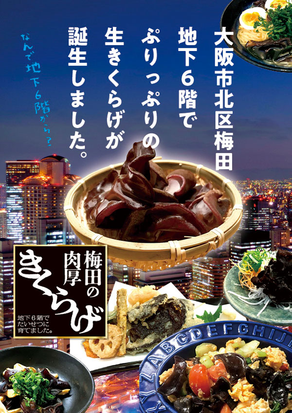 生きくらげ　1kg｜梅田の 肉厚 きくらげ　家庭用　大阪梅田産
