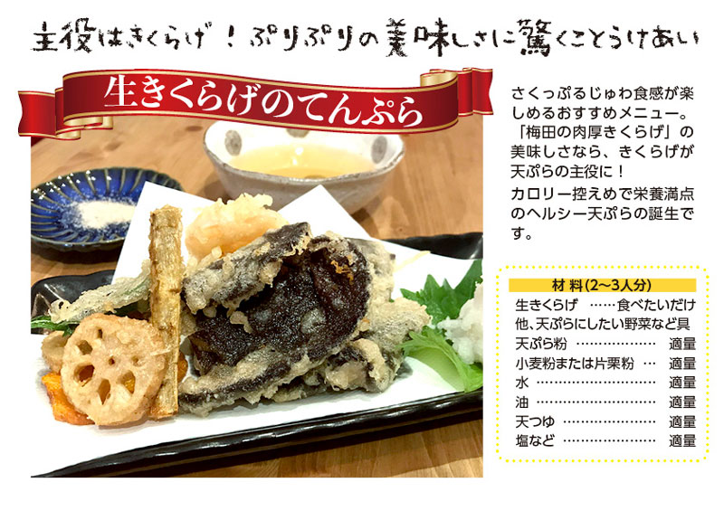 生きくらげ　1kg｜梅田の 肉厚 きくらげ　家庭用　大阪梅田産