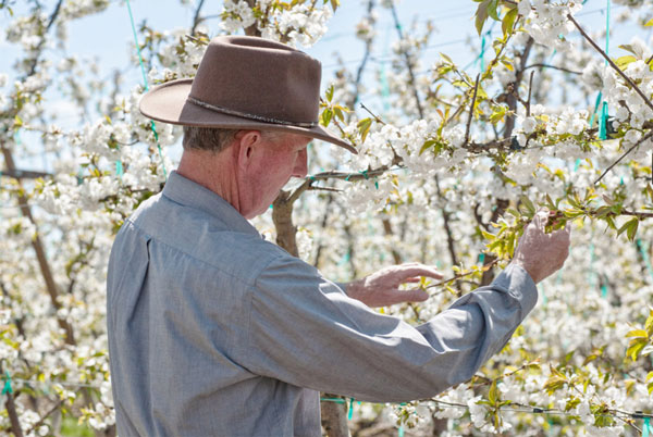母の日ギフト 高級 アメリカンチェリー 大玉｜特選 大粒　ビング種 ダークチェリー 1kg　カリフォルニア州産　高級チェリー・百貨店品質