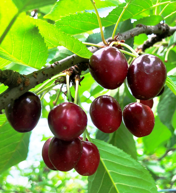 アメリカンチェリー　カリフォルニア州産　ダークチェリー　大粒【1kg】高級・特選アメリカンチェリー