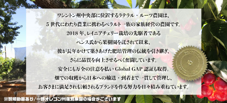 アメリカンチェリー ダークチェリー ワシントン州産 1.0kg  お試し