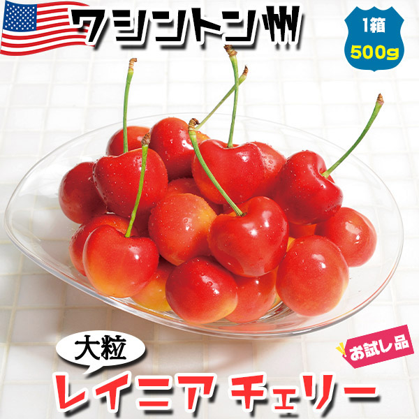 高級レーニアチェリー　さくらんぼ　チェリー　レイニアチェリー season-plaza_rc03