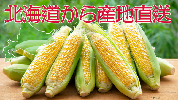 北海道 十勝 幕別町産 とうもろこし　ドルチェドリーム (バイカラー)10本セット×2箱(合計20本)
