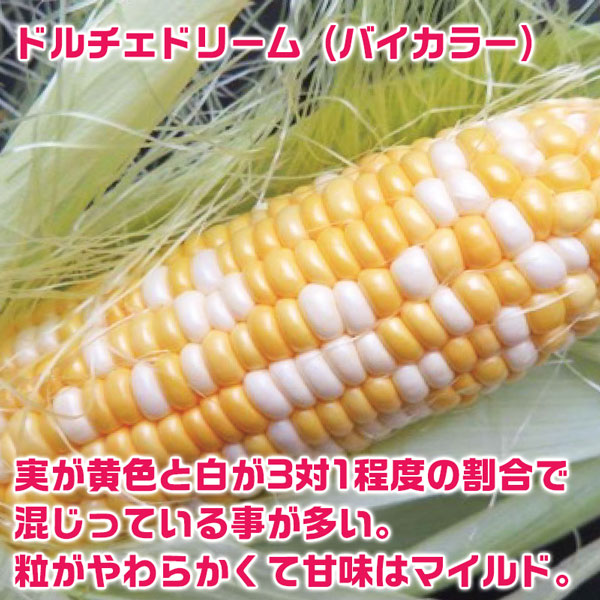北海道 十勝 幕別町産 とうもろこし　ドルチェドリーム (バイカラー)10本セット×2箱(合計20本)