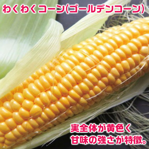 北海道 十勝 幕別町産 とうもろこし　わくわくコーン(ゴールデンコーン)10本×2箱(合計20本)
