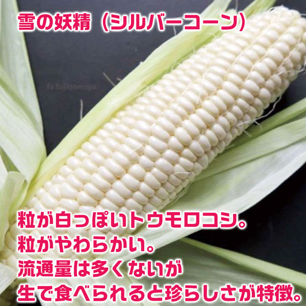 北海道 十勝 幕別町産 とうもろこし　雪の妖精 (シルバーコーン)10本セット