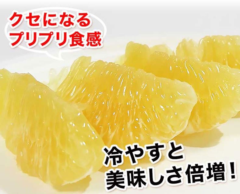 河内晩柑 宇和ゴールド1