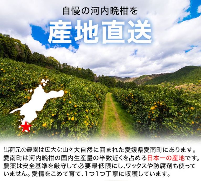 河内晩柑 宇和ゴールド