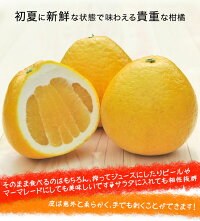 河内晩柑 宇和ゴールド1