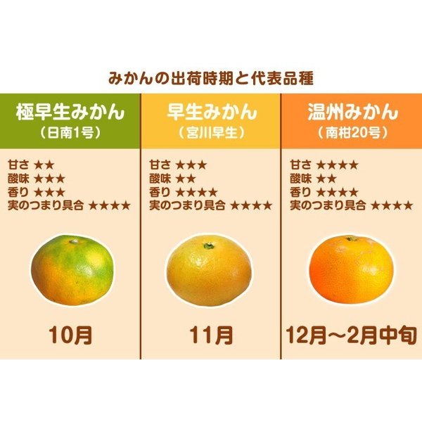 小玉・愛媛みかん　訳あり　5kg　小玉 2S〜S