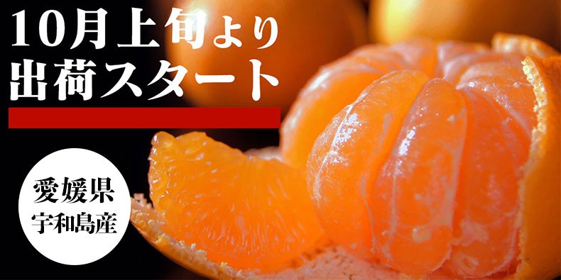 愛媛 みかん　訳あり　箱買い　5kg