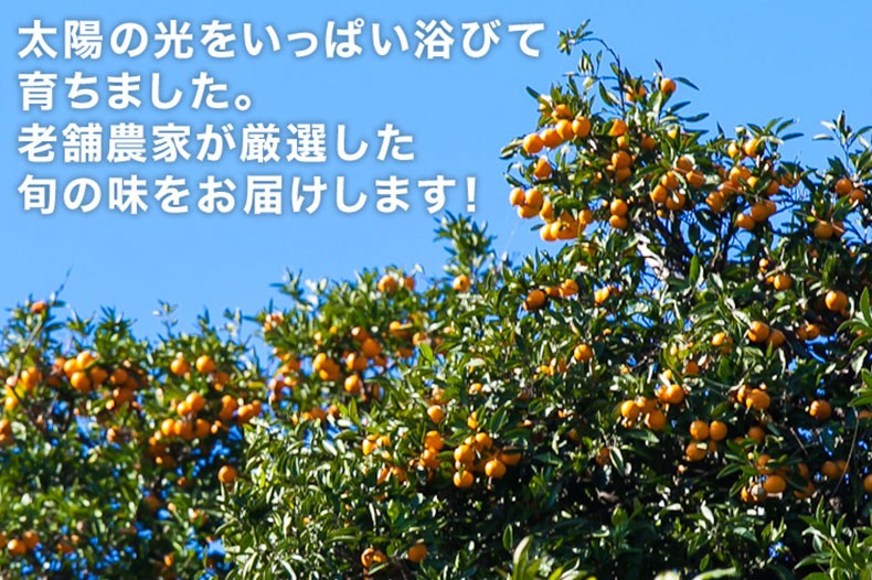 愛媛 みかん　訳あり　箱買い　5kg