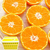 愛媛 みかん　訳あり　箱買い　5kg