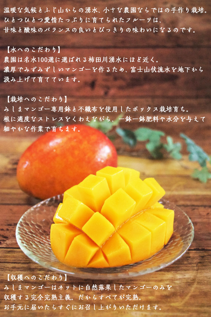 そのまま アップルマンゴー マンゴー ギフト 送料無料 k ギフト広場 通販 Paypayモール 6個 メキシコ産 特選 高糖度 贈答用 高級 輸入フルーツ メキシコ