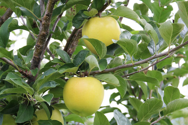 青森りんご シナノゴールド 訳あり 家庭用 5kg 林檎【青森県産】アウトレット品お買得