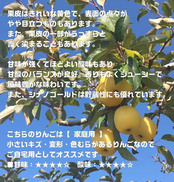 青森りんご シナノゴールド 訳あり 家庭用 10kg 林檎【青森県産】アウトレット品