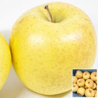 青森りんご 金星 訳あり 家庭用 10kg 林檎 青森県産 金星りんご アウトレット品お買得 サイズお任せ