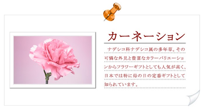 カーネーションについて