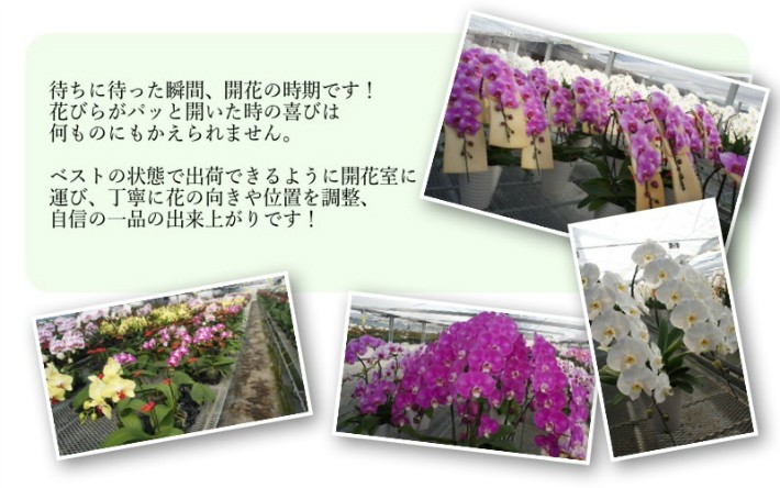 生花珍しいカラフルエレガンス胡蝶蘭イエロー 黄色 マリン 濃い水色 ピンク 桃色 オレンジ 橙色 グリーン 緑色 ブルー 青 パープル 紫 5 2 ギフトフラワー胡蝶蘭専門店