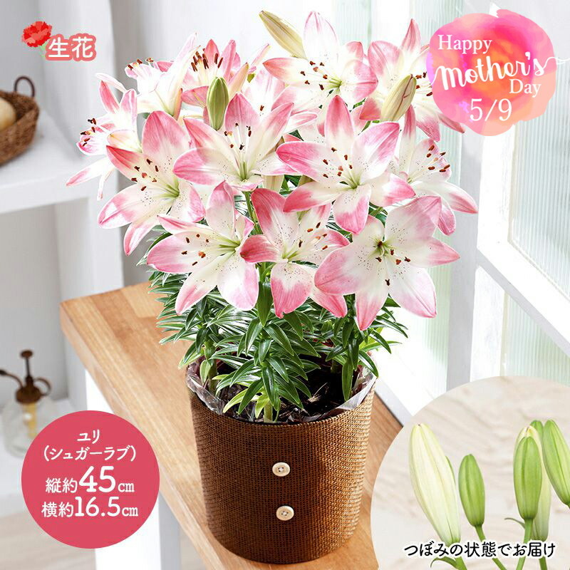 父の日 花 ユリ シュガーラブ 鉢植え 鉢 生花 ゆり フラワー かわいい おしゃれ プレゼント メッセージカード付 お母さん 義母 ギフト 送料無料 Mr37 7 ギフト百花 通販 Paypayモール