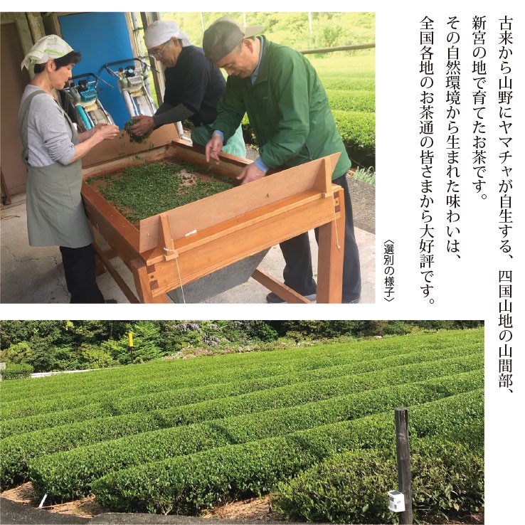 父の日 ギフト 脇製茶「新宮茶」上煎茶・特上玄米茶セット