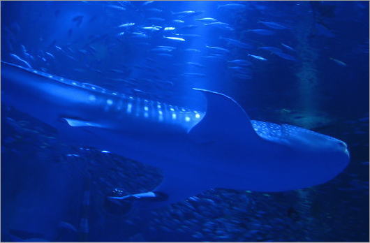能登島水族館のジンベイザメ