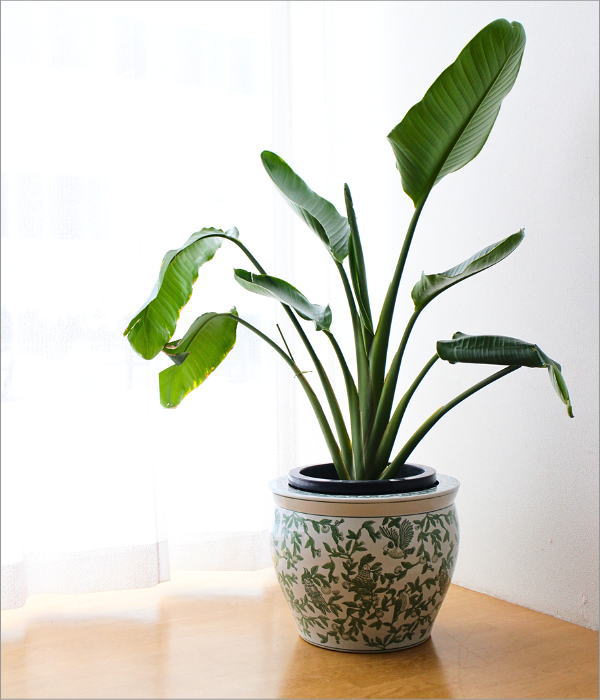 陶器の火鉢 緑花鳥 L(2)