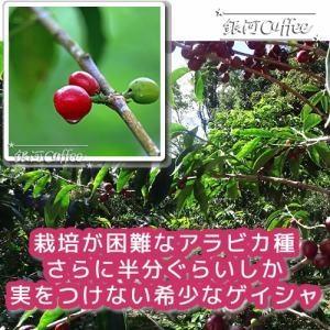 栽培困難な希少豆